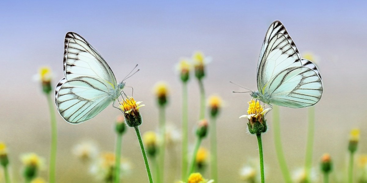 papillon sur une fleur 