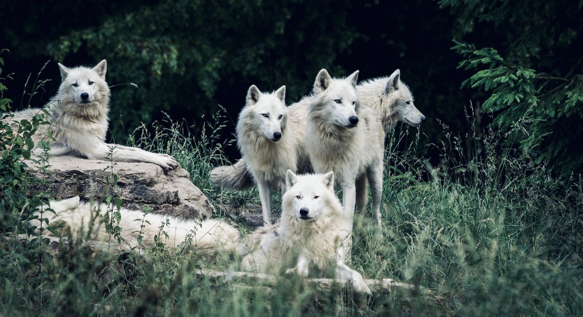 meute de loups