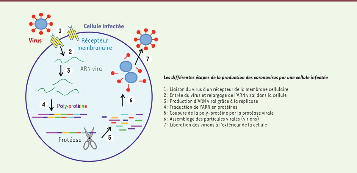 Représentation schématique de la production de particules virales par une cellule.